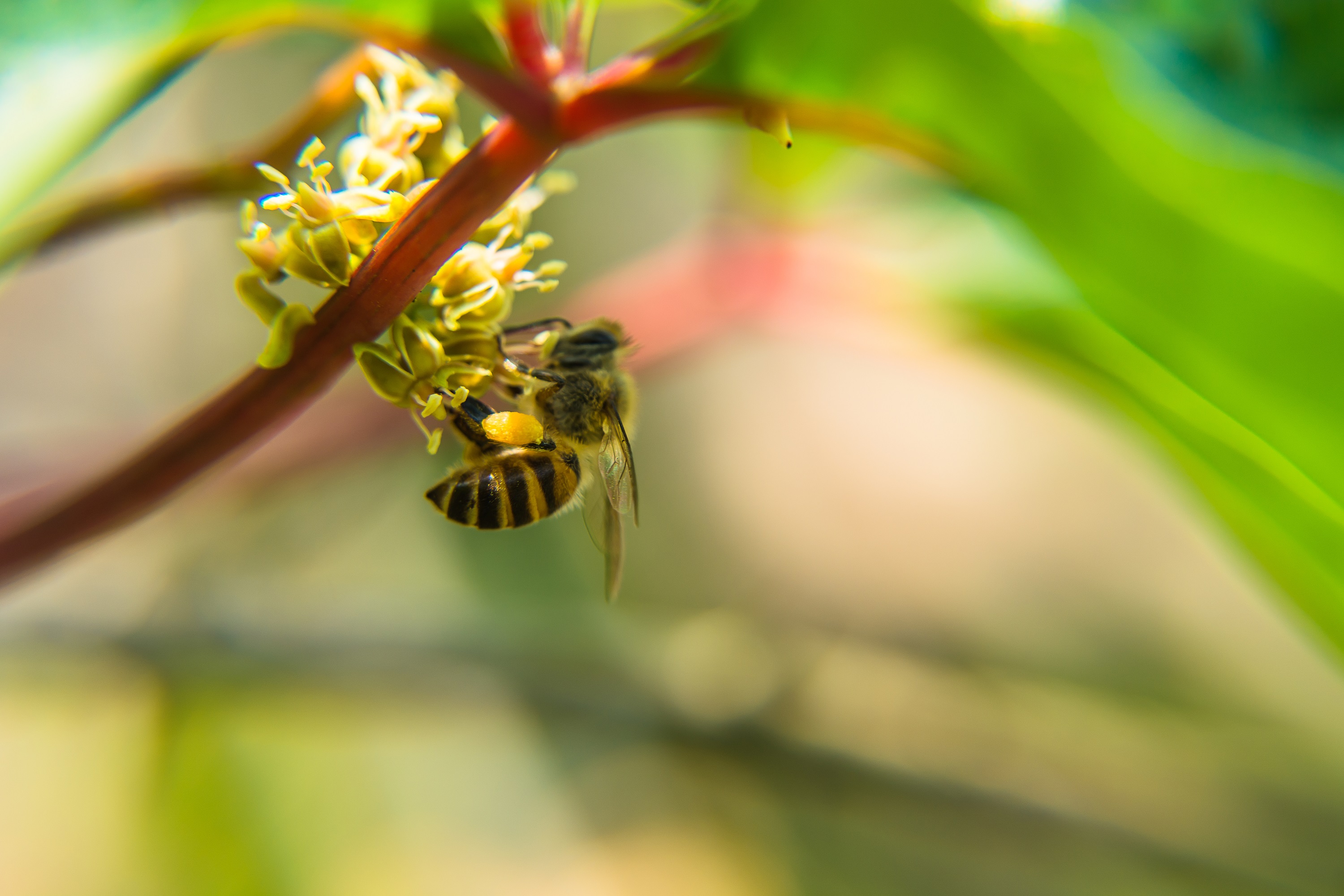 Pyłek pszczeli – superfoods !