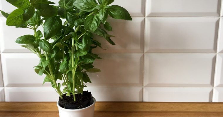 Pesto bazyliowe- prozdrowotna pyszność !